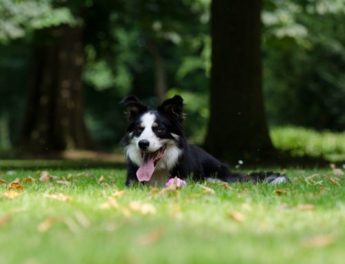 How Building a Dog Park Becomes a Lesson in Bureaucratic Glaciers